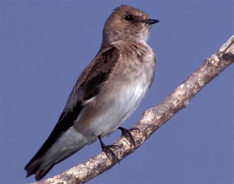 Northern Rough Winged Swallow Songs And Calls Larkwire