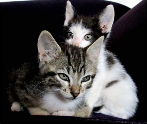 brothers by ~LibbyGonzalez on deviantART | Cats and ...