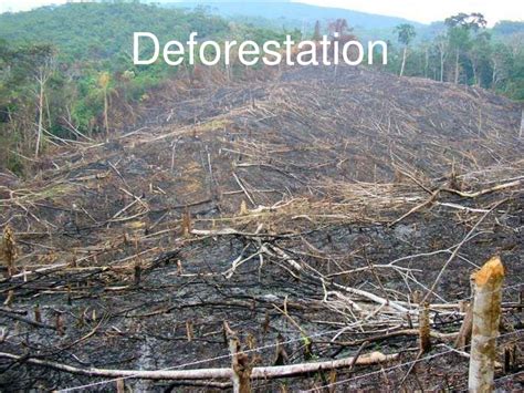 Ppt Deforestation Powerpoint Presentation Free Download Id9333227