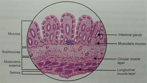 Unlike the small intestine, the colon does not play a major role in absorption of foods and nutrients. large intestine histology Gallery