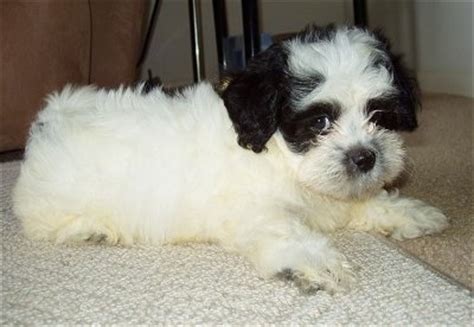 Zuchon (Shichon) Dog Breed Pictures, 3