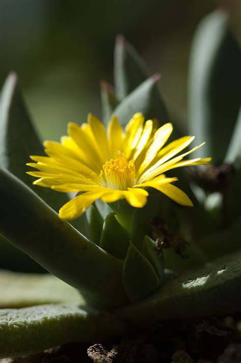Johann daniel major, 1669 professor für theoretische medizin und botanik an der uni kiel, legte ihn in einem teil des schlossgartens als einen hortus botanicus, einen garten für die lehre an der universität, an. Uni Kiel | Botanischer Garten auf dem Siegertreppchen
