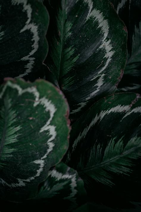 Green And White Leafed Plant · Free Stock Photo