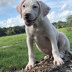 Meet adoptable cats and kittens from your community, lovingly cared for right here at your. Orlando, Florida - Dogo Argentino. Meet Cane, a for ...