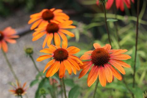 Winterharte blumen für den garten. Winterharte Blumen: 70 mehrjährige Beetpflanzen für jeden ...