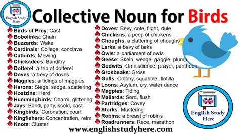 Collective Nouns List A Z English Study Here In Collective