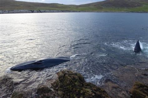 Fin Whale The Shetland Times Ltd