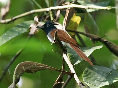 asian paradise flycatcher terpsiphone paradisi sinharaja… flickr