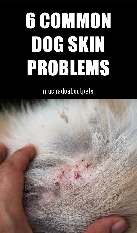 6 Common Dog Skin Problems You Should Know About In 2020 Dog Skin