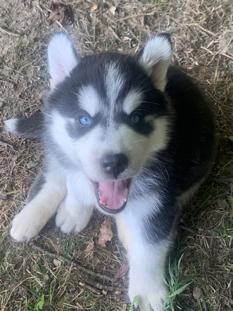 As alaskan huskies are, gizmo does have a high prey drive and he is required to go to a home without cats because he does like to chase them, unfortunately. Alaskan Husky Puppies For Sale | Lewisville, OH #304320