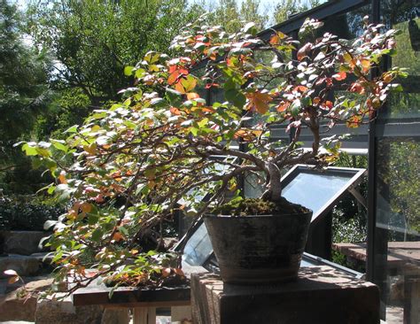 Autumn amber softens the hardscape of terraced walls and rock features and brings a. Rhus trilobata 'Autumn Amber' Three Leaf Sumac - Colorado ...