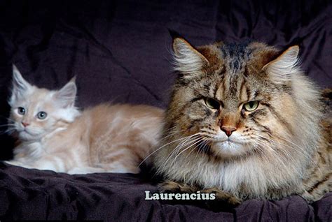 Check spelling or type a new query. Foto Rupert Mammoth Cat Si Kucing Raksasa Maine Coon ...