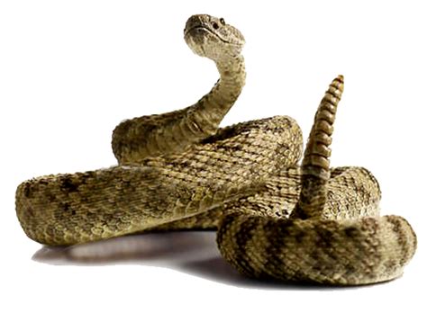 Rattlesnake Png Transparent Images Png All