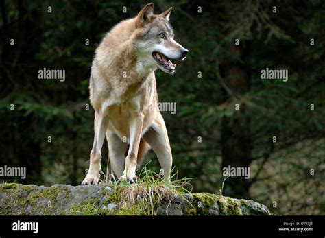 Canis Lupus Canids European Wolf Gray Wolf Predators Wolves