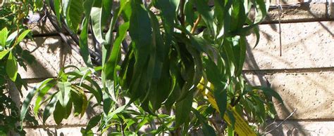 In all games, cpus never use the gold standard,. Peach Prunus persica 'Desert Gold'