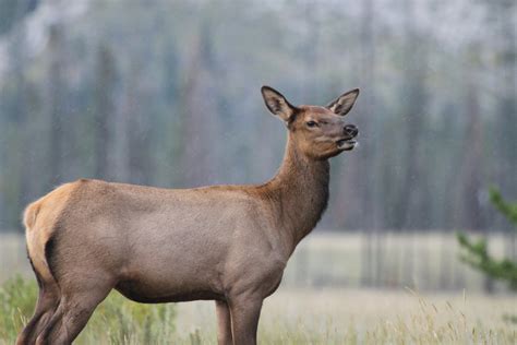 As Female Elk Age They Learn To Evade Hunters The New York Times
