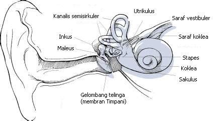 Fungsi mata adalah sebagai alat indra penglihatan fungsi lensa mata adalah untuk membentuk sebuah gambar. ISHARMANTO - BIOLOGI GONZAGA: TELINGA