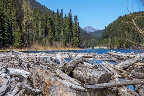 Log Jam At Eastern End Of Duffey Lake Bc Canada Stock Photo Image