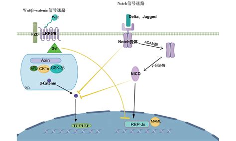 Wnt Catenin Signal Pathway And Hepatocellular Carcinoma