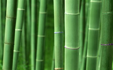Download Nature Bamboo HD Wallpaper