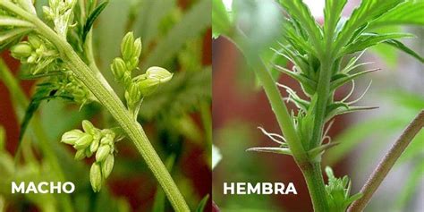 ¿cómo Saber Si La Marihuana Es Macho O Hembra Florprohibida