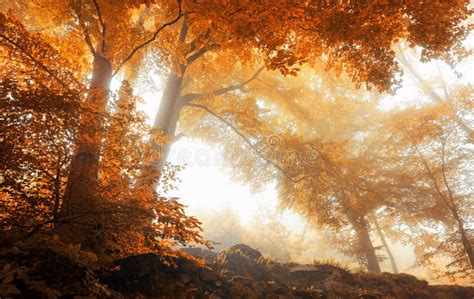 Trees In A Scenic Misty Forest In Autumn Stock Photo Image Of Beech