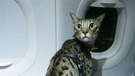 Cats On A Plane Youtube