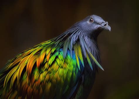 Was also an inaugural inductee into the indies choice picture book hall of fame. "Nicobar Pigeon" : MostBeautiful