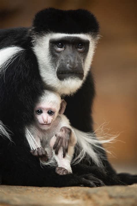 Baby Colobus Monkey Born At St Louis Zoo