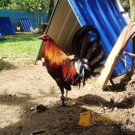 Gambaran umum terjadinya dan konflik moro di filipina selatan 1. Ayam Philipin Segel