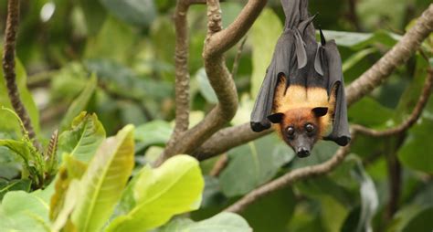 Bats As Pets Better To Leave These Cute Fliers Outside