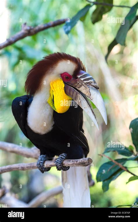 Wreathed Hornbill Or Bar Pouched Wreathed Hornbill Rhyticeros
