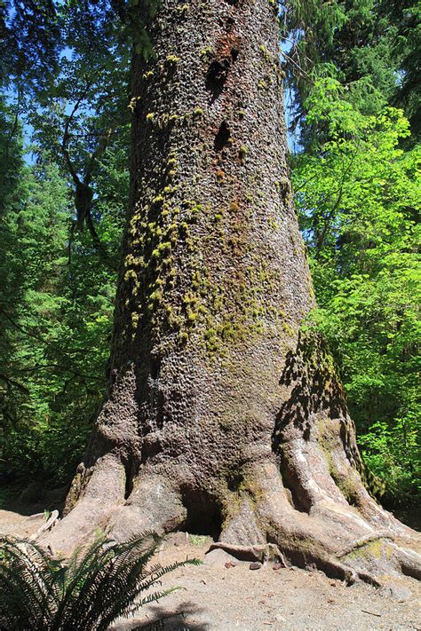 Big Sitka Spruce Tree In The Hoh Rain Forest Of Olympic National Park