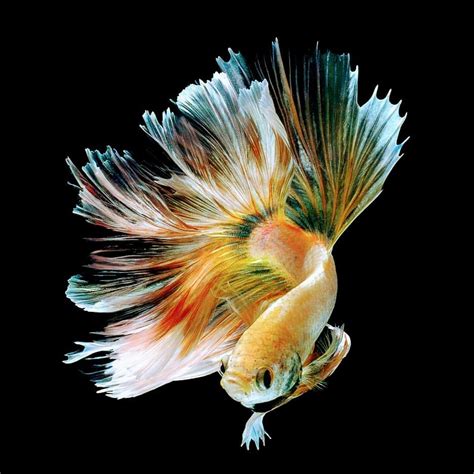 Memasukkan ikan ke dalam aquarium. Lukisan Ikan Laga Dalam Akuarium | Cikimm.com