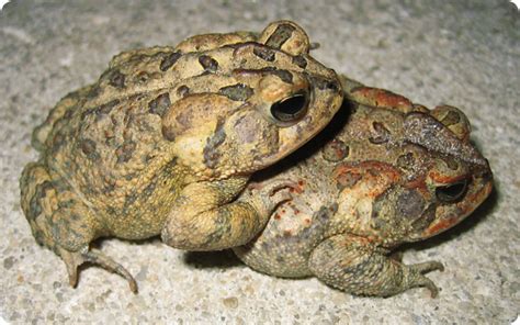 Toad Mating