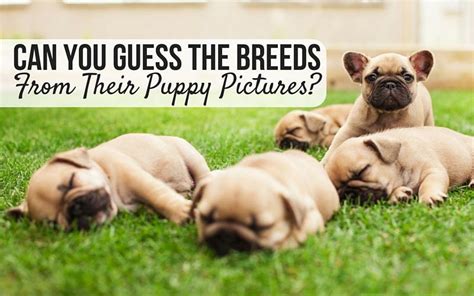 Can You Guess The Breeds From Their Puppy Pictures American Kennel Club