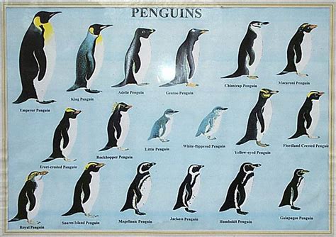 Evolution Emperor Penguins