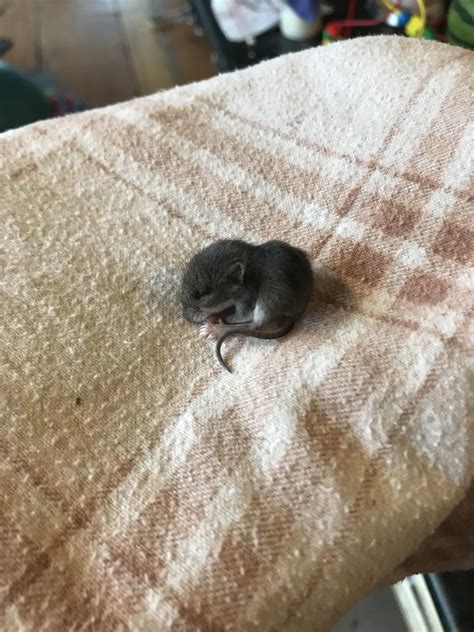 My Cat Brought Me A Living Baby Mouse What Can I Do Get It Healthy