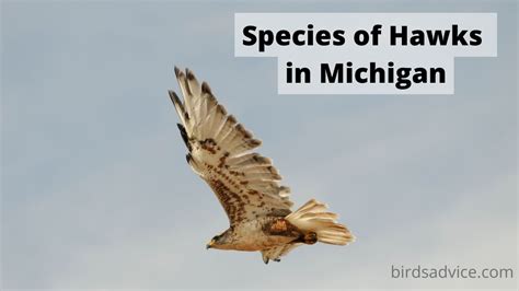 11 Species Of Hawks In Michigan Inc Awesome Photos Birds Advice
