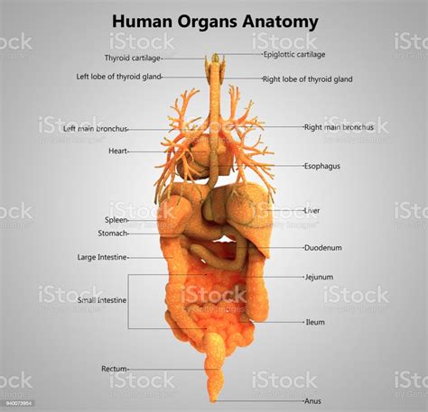 Human Body Organs Label Design Anatomy Stock Photo Download Image Now
