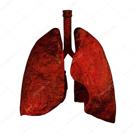 Lungs Od Smokers Stock Photo By ©ingridat 33145663