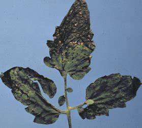 Leaf Spot Septoria Disease Carnation Chrysanthemum Septoria Agro Flowers