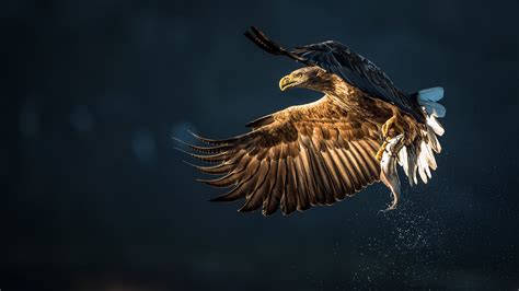 Free Images Golden Eagle Bird Of Prey Beak Accipitriformes