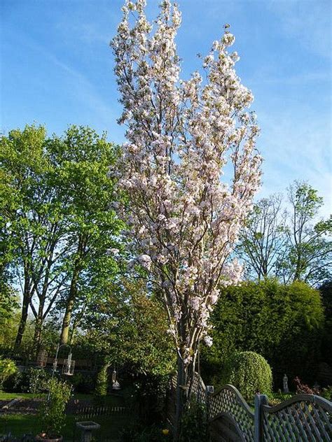 Flagpole Cherry Tree Or Prunus Amanogawa Flowering Cherry Tree