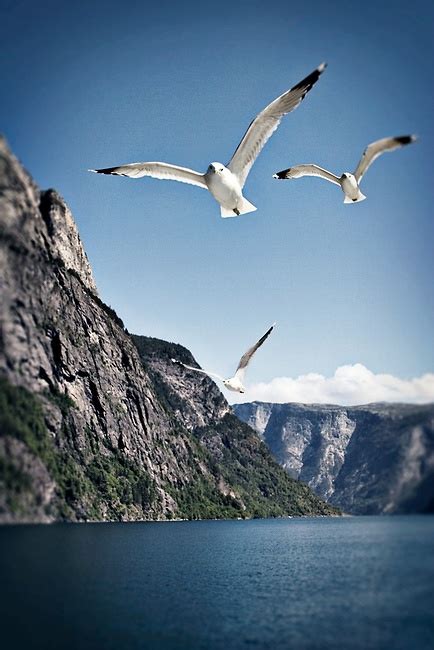 Seagulls In Flight Near The Mountains And Sea Of The Sognefjord Norway