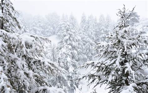 140 Lebanon Cedars And Snow Stock Photos Pictures And Royalty Free