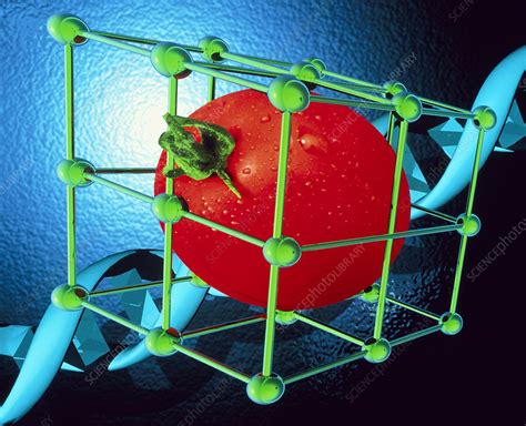 Conceptual Image Of Genetically Engineered Tomato Stock Image G260