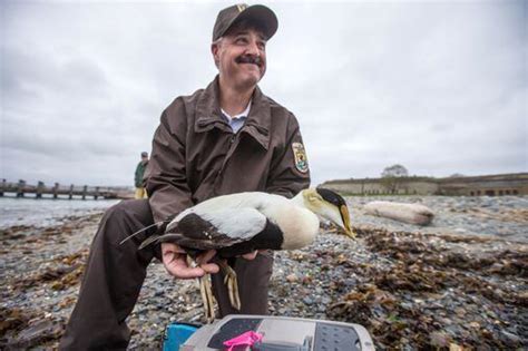 Searching For The Cause Of Sea Ducks Dire Health The Boston Globe