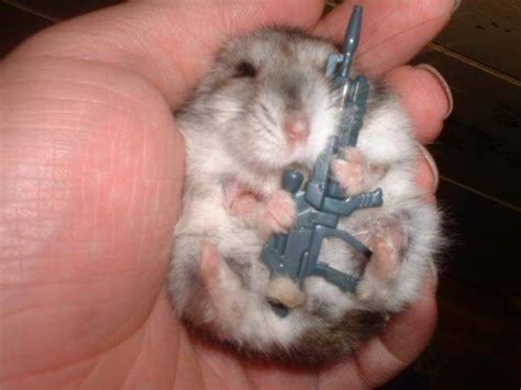 Pin By Faith P On Weirdness Cute Hamsters Funny
