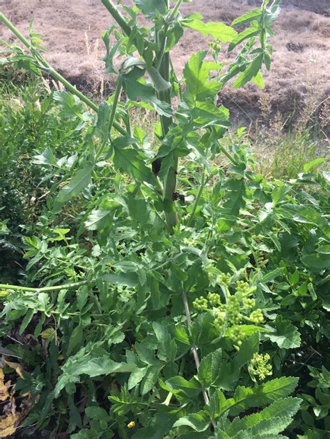 Giant 6 Foot Tall Weed Please Can You Help Identify — Bbc Gardeners